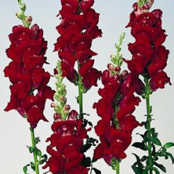 Muflier Haut Rocket Rouge