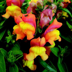 Muflier Fruit Salad Mango