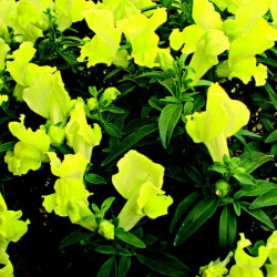 Muflier Yellow Essence