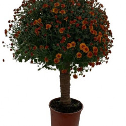 Multifleurs Tige 40/60 cm Cuivre