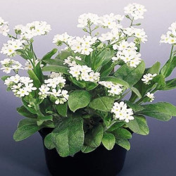 Myosotis Blanc