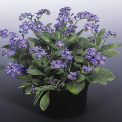 Myosotis Bleu