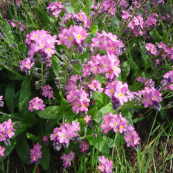 Myosotis Rose