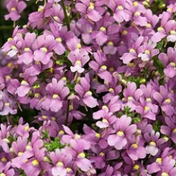 Némésia Honey Pink