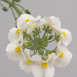 Némésia Honey White