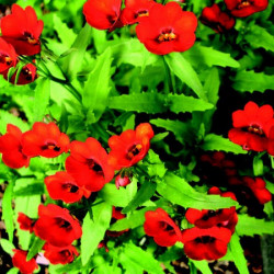 Némésia Spicy Real Red