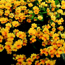 Némésia Spicy Yellow