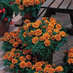Oeillet d'Inde Bonanza Flame