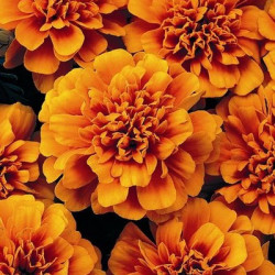 Oeillet d'Inde Aton Orange