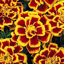 Oeillet d'Inde Durango Bee