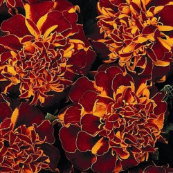 Oeillet d'Inde Durango Flame