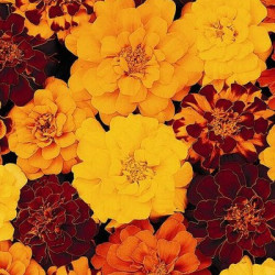 Oeillet d'Inde Durango Mix