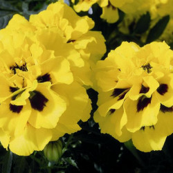 Oeillet d'Inde Durango Yellow Fire