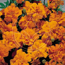 Oeillet d'Inde Safari Orange