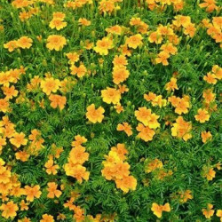 Oeillet d'Inde Signata Tangerine