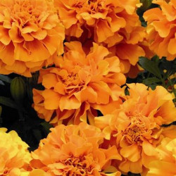 Oeillet d'Inde Zenith Orange
