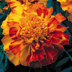 Oeillet d'Inde Zenith Red and Gold