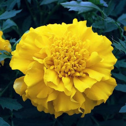 Oeillet d'Inde Zenith Yellow