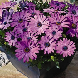 Ostéospermum Asti Lavender Shades