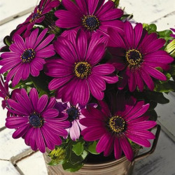 Ostéospermum Asti Pourpre