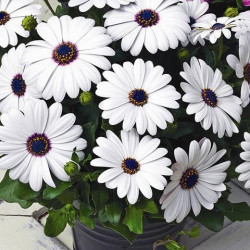 Ostéospermum Asti White