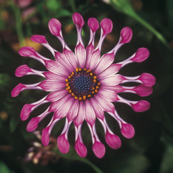 Ostéospermum Astra Pink Spoon