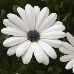 Ostéospermum Side Bright