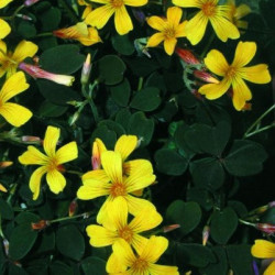 Oxalis Vulcanicola Dark Form