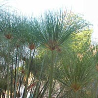 Papyrus Cyperus du Nil