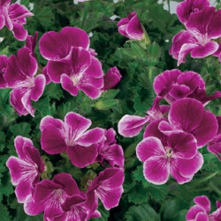Pélargonium Angeleyes Burgundy