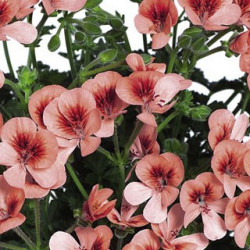 Pélargonium Angeleyes Orange