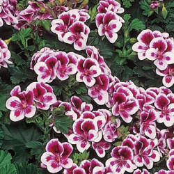 Pélargonium Angeleyes Randy