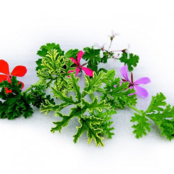 Pélargonium à feuilles parfumées