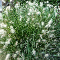 Pennisetum Alocompressum