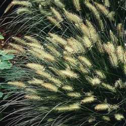 Pennisetum Alopecuroïdes
