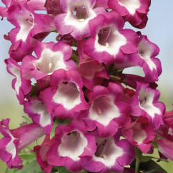 Penstemon Phoenix Magenta