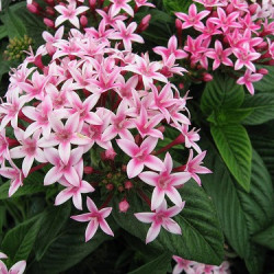 Pentas Kaleidoscope Appleblossom