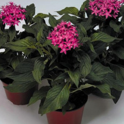 Pentas Kaleidoscope Lilas