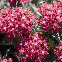 Pentas Kaleidoscope Rose Foncé