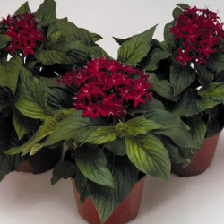 Pentas Kaleidoscope Rouge