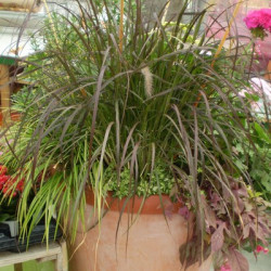 Pennisetum Setaceum Rubrum Pourpre