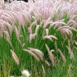 Pennisetum Ruppelli