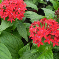 Pentas Lanceolata Rouge