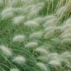 Pennisetum Villosum