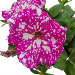 Pétunia Cascade Blanc
