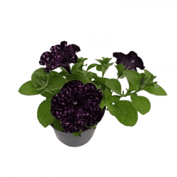 Pétunia Cascade Double Rouge