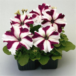Pétunia Grandi. Parade Star Crimson