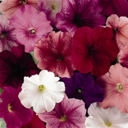 Pétunia Grandi. Parade Total Mix
