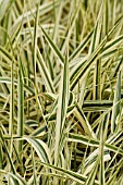 Phalaris Côte de Nacre