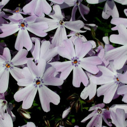 Phlox Subulata Emerald Cushion Blue